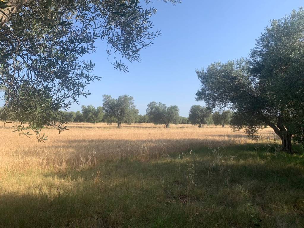 Terreno a Canino - Foto 4