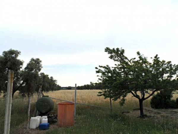 Terreno a Canino - Foto 5