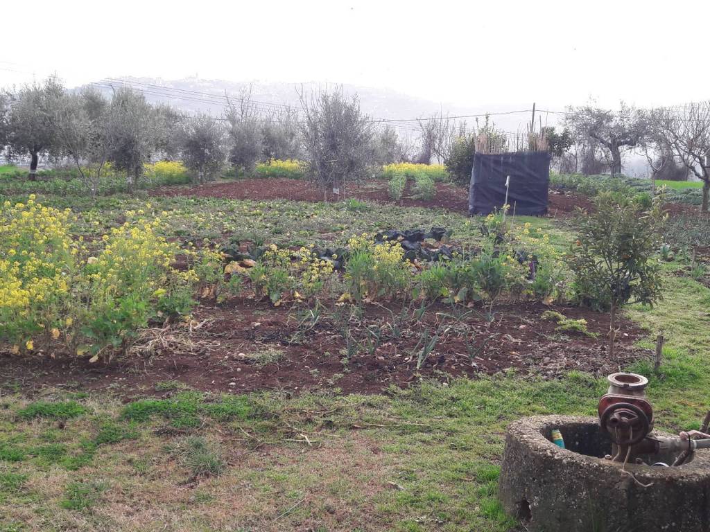 Terreno a Cepagatti - Foto 2