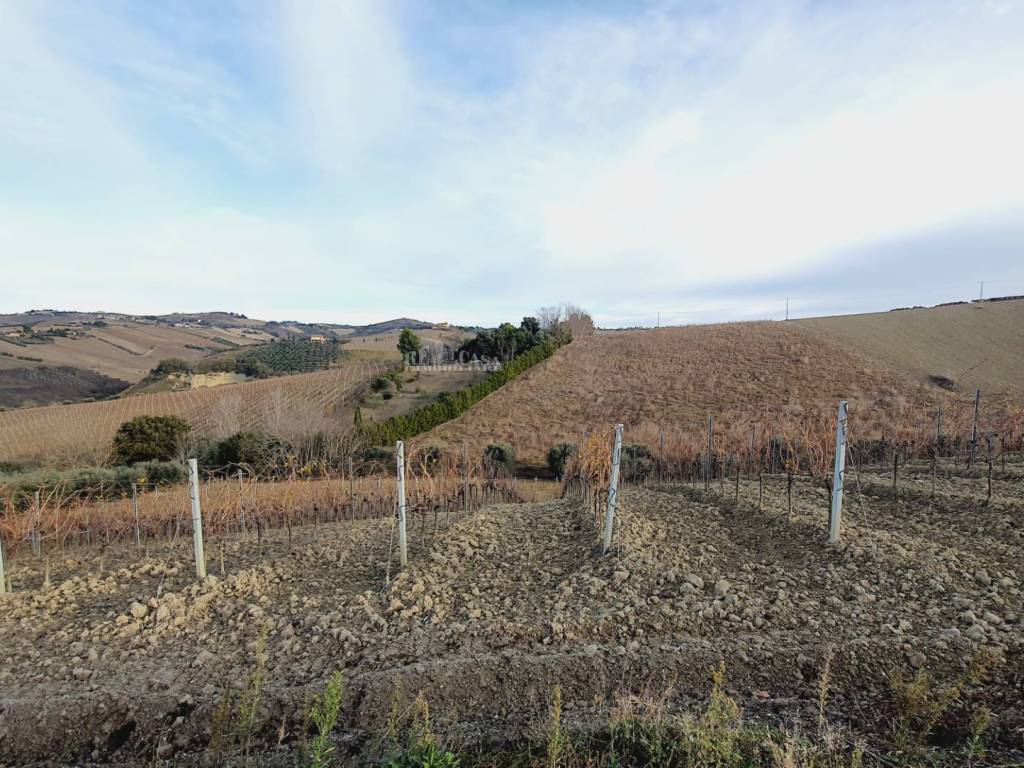 Terreno a Acquaviva picena in CONTRADA FOROLA - Foto 2