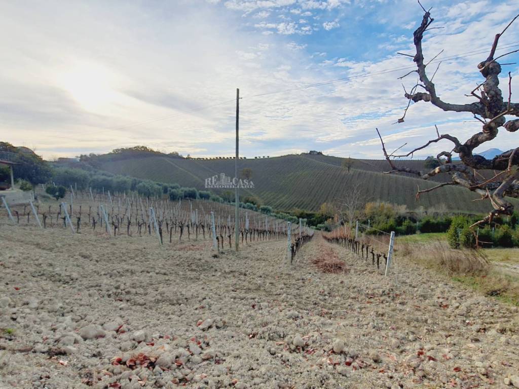 Terreno a Acquaviva picena in CONTRADA FOROLA - Foto 5