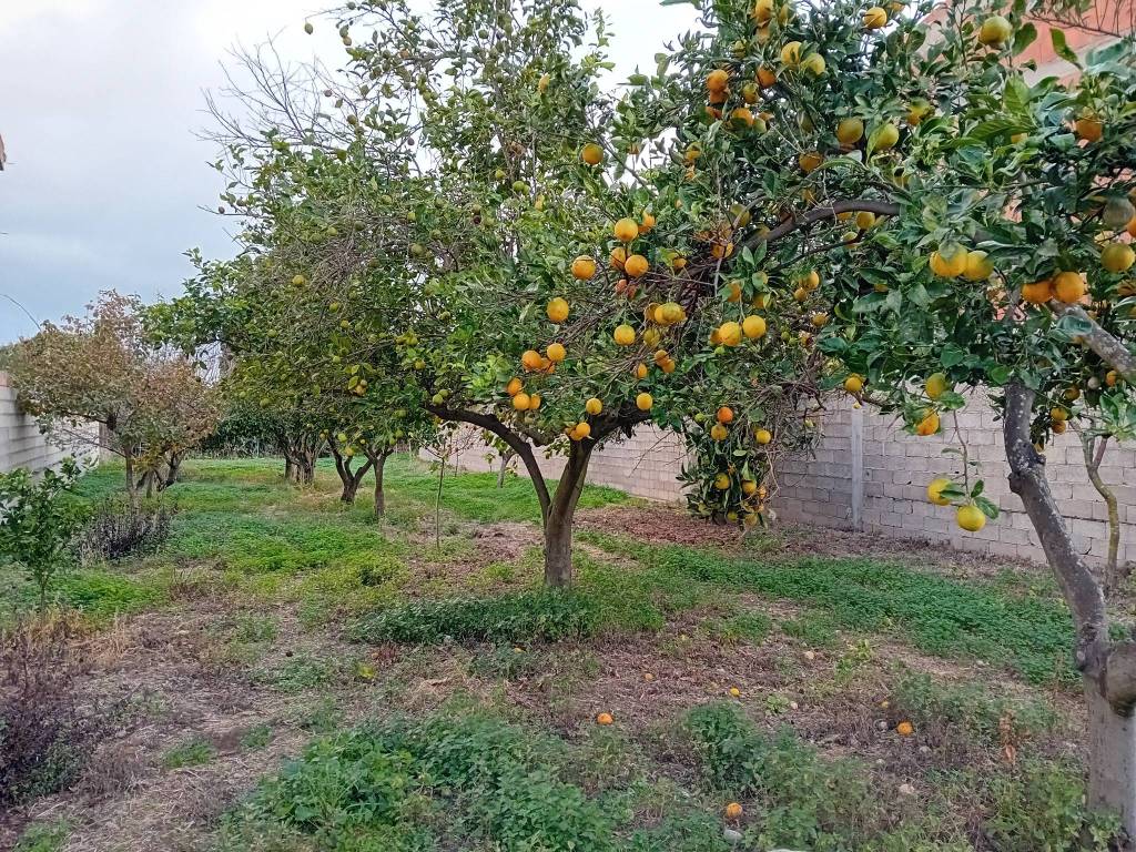 Terreno a Riola sardo in Via Regina Elena, 49 - Foto 5