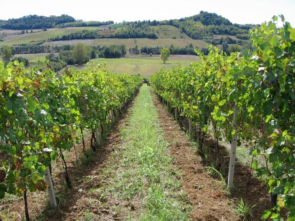 Immobile a Vignale monferrato in via San Rocco, 11 - Foto 3