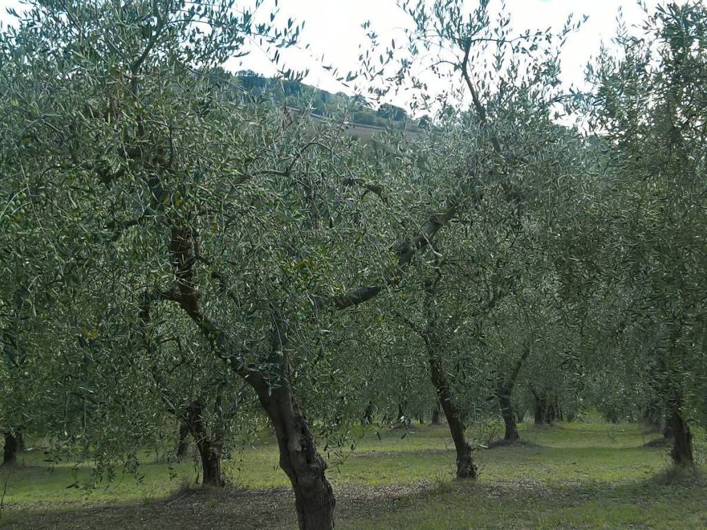 Terreno a Lugnano in teverina in sasso glorioso - Foto 3