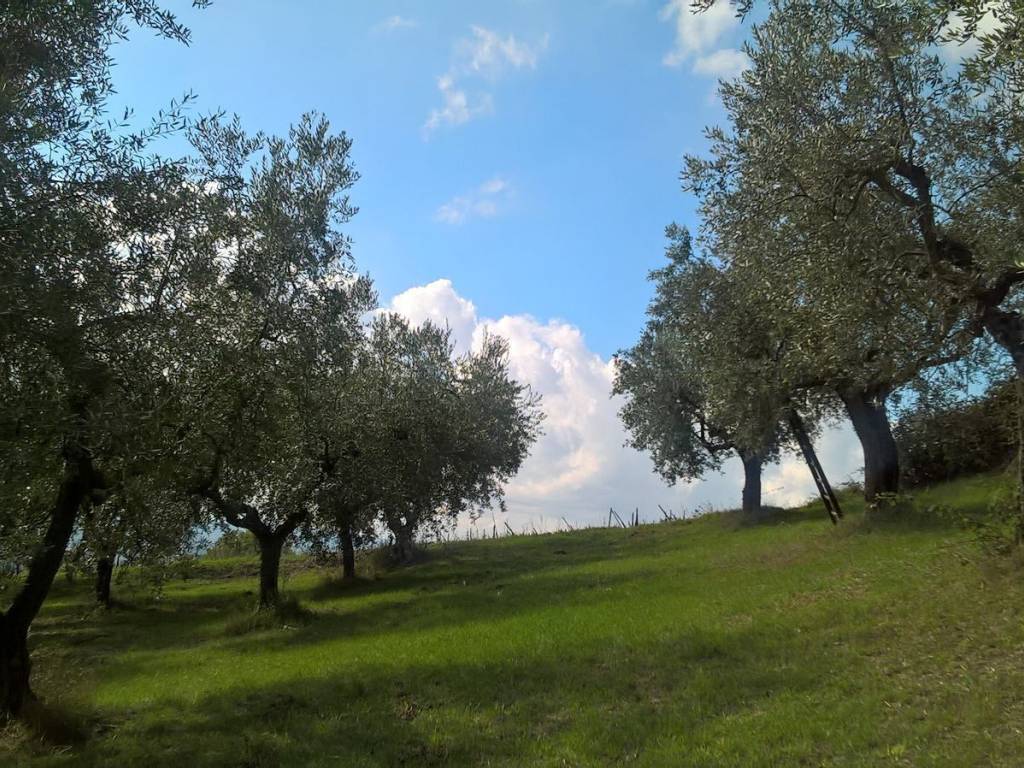 Terreno a Lugnano in teverina in sasso glorioso - Foto 5