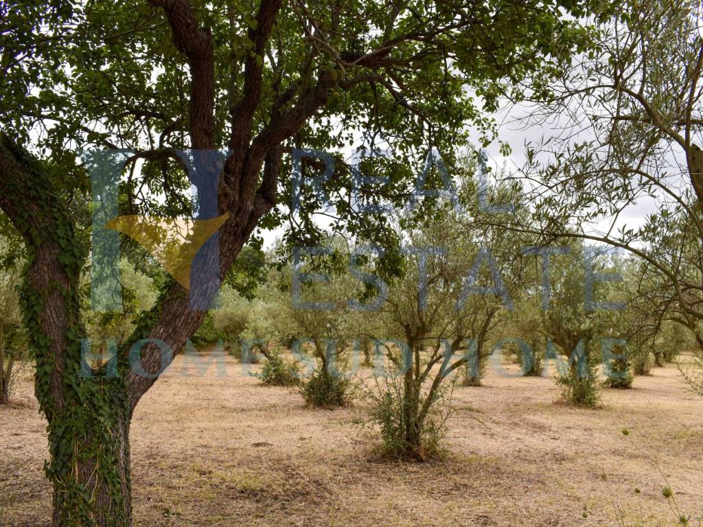 Terreno a Noto in Via Tommaso Fazello, 228 - Foto 2