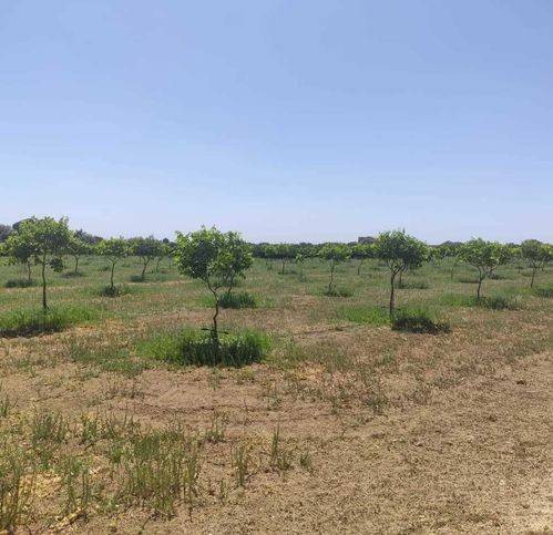 Terreno a Siracusa in Via Per Floridia 53 - Foto 3