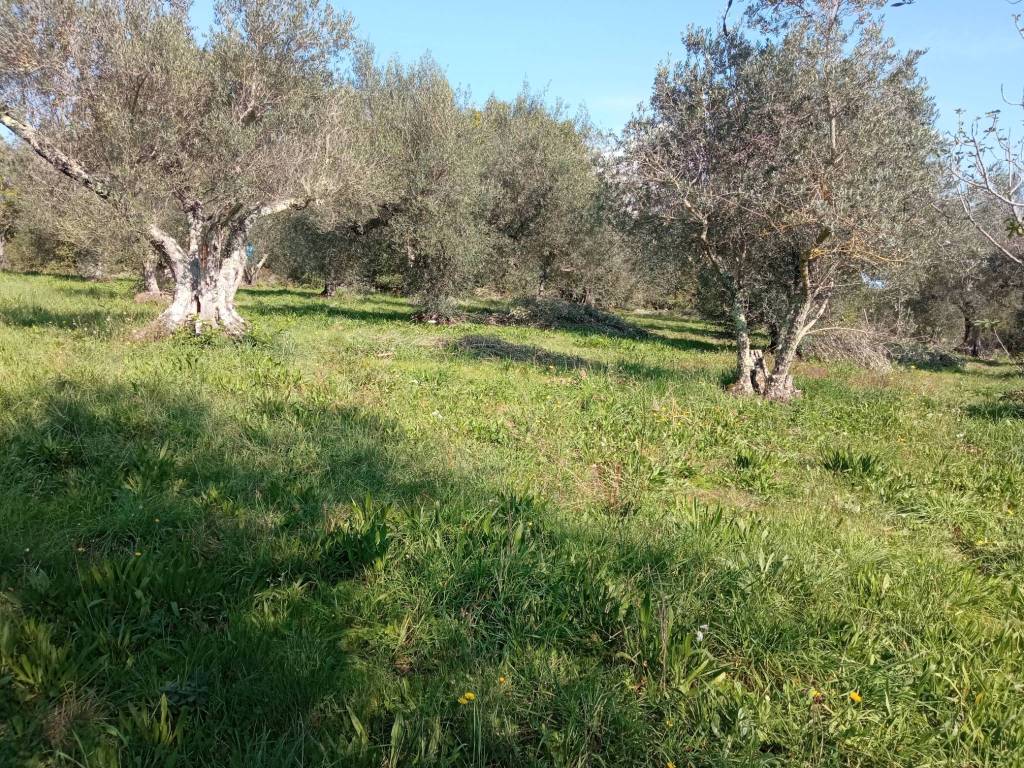 Terreno a Vetralla - Foto 2