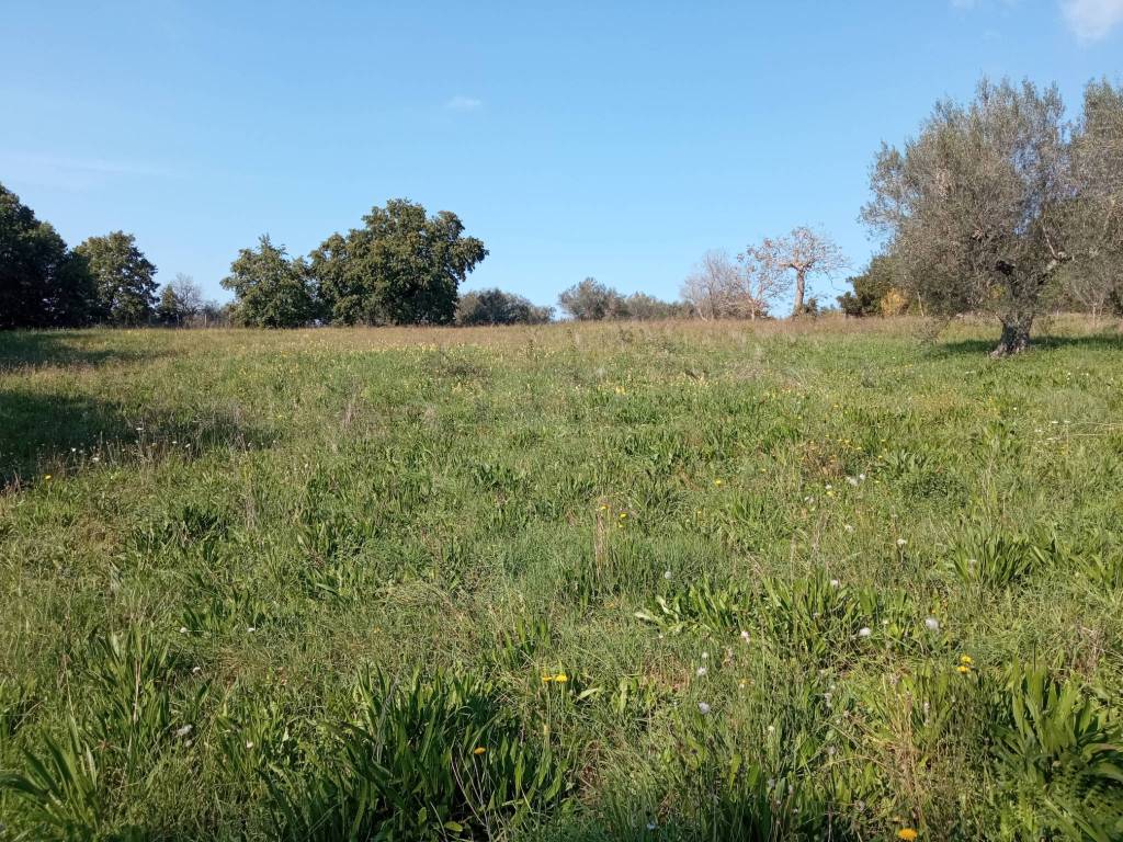 Terreno a Vetralla - Foto 3