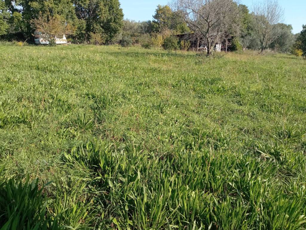 Terreno a Vetralla - Foto 4
