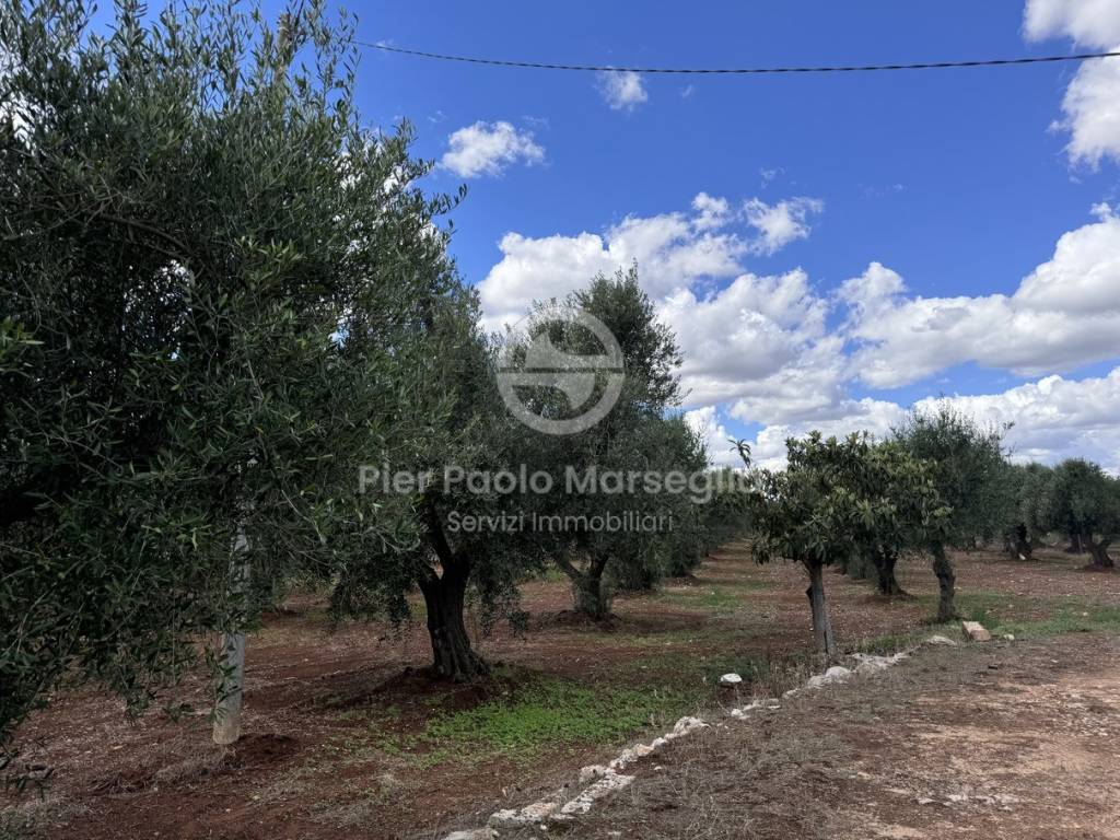 Rustico / casale a Ostuni in Contrada Polinisso - Foto 2