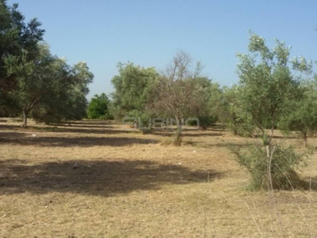 Terreno a Siracusa in TRAVERSA CIFALINO - Foto 2