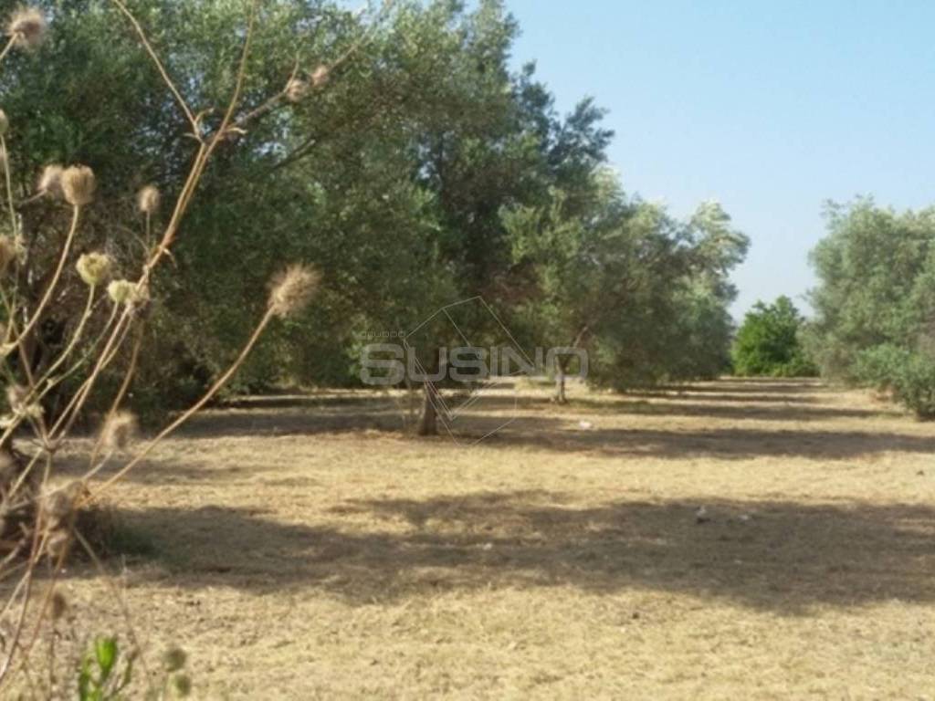 Terreno a Siracusa in TRAVERSA CIFALINO - Foto 3