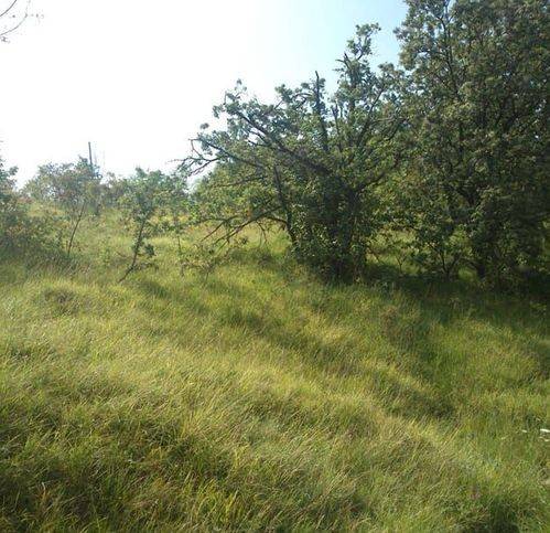 Terreno a Serramazzoni in Riccò - Foto 5