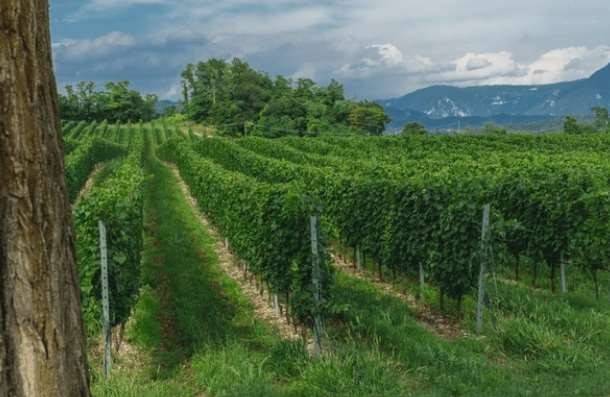 Terreno a Piacenza - Foto 3