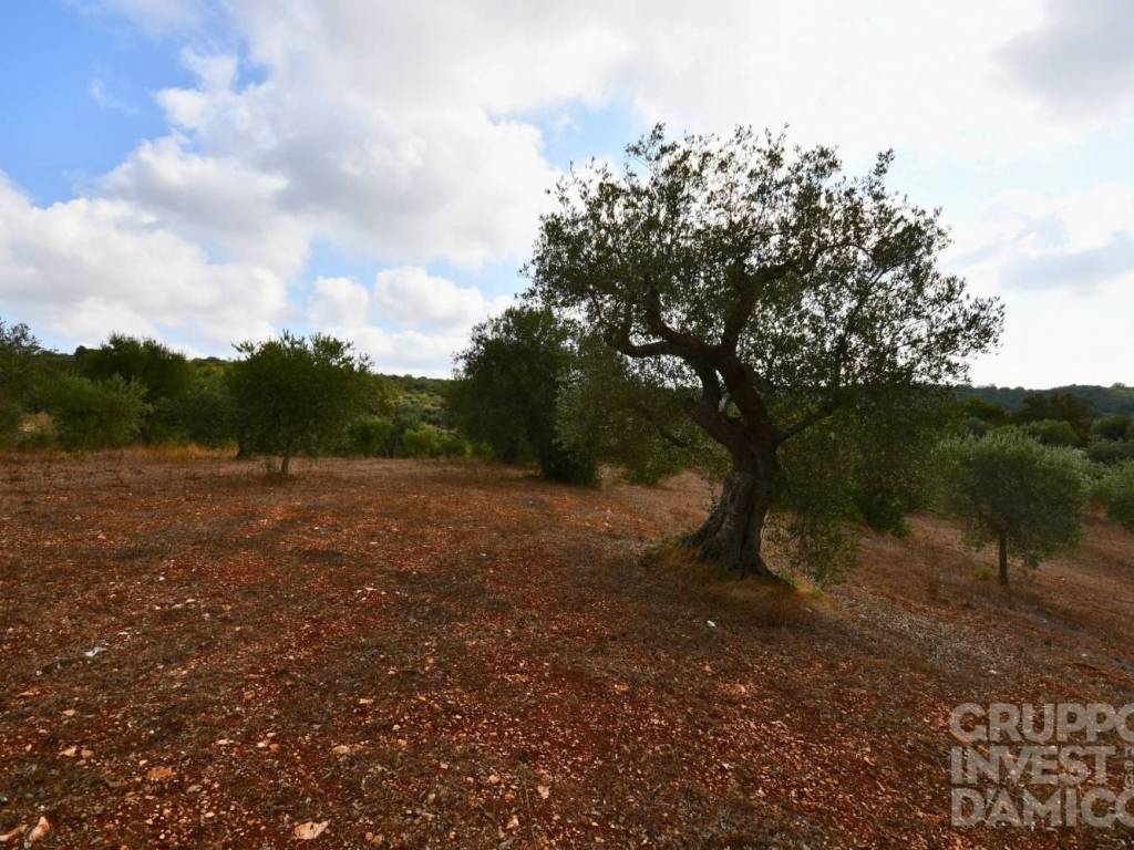 Terreno a Ostuni in Contrada Formica - Foto 4