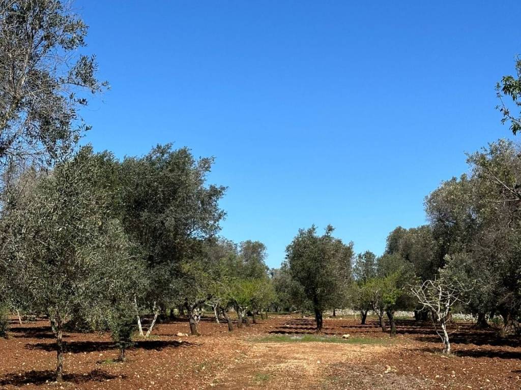 Terreno a San vito dei normanni in sp581 - Foto 3