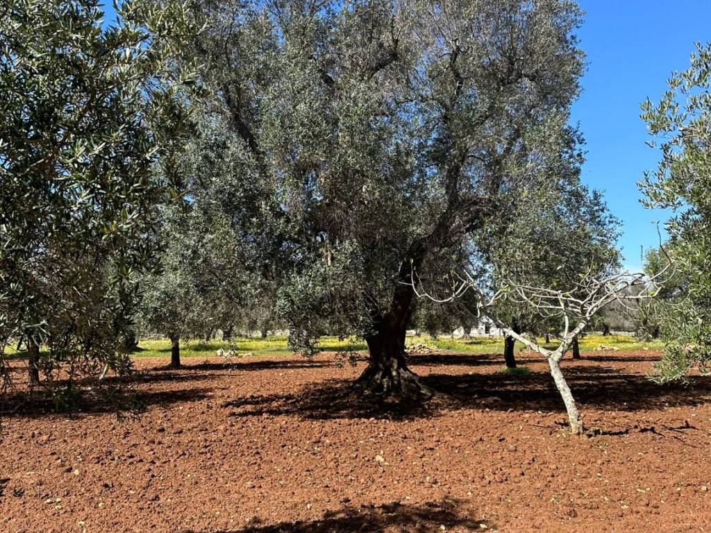 Terreno a San vito dei normanni in sp581 - Foto 4