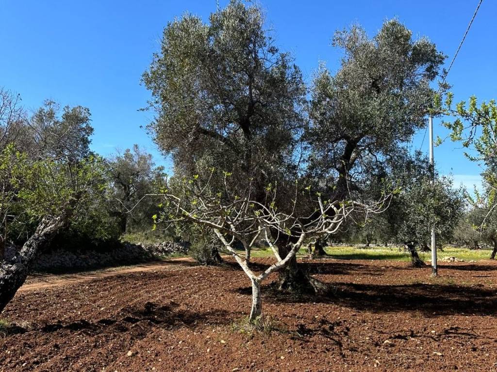 Terreno a San vito dei normanni in sp581 - Foto 5