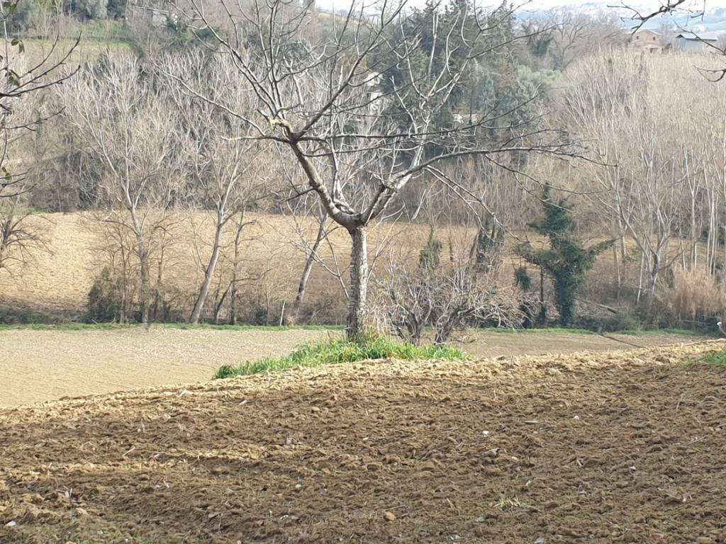 Terreno a Corridonia in Contrada Mose S.N.C. - Foto 3