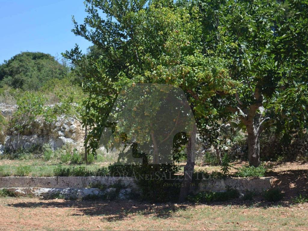 Terreno a Alessano in Via Macurano, 163 - Foto 5