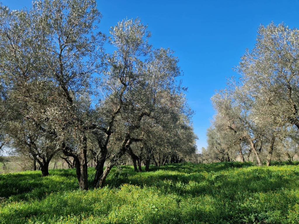 Terreno a Vetralla in località Ave Maria - Foto 4