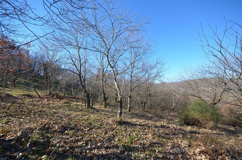 Terreno a Arcidosso in Località Piane - Foto 4