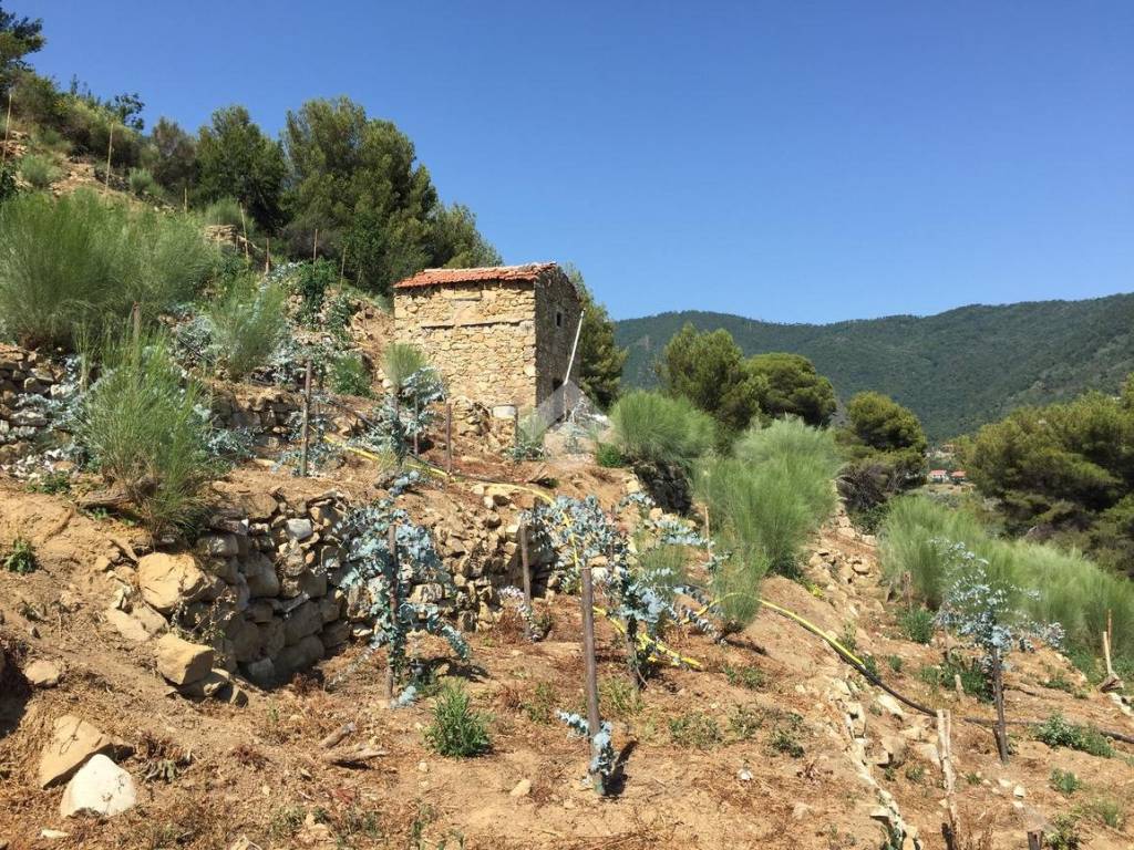 Rustico / casale a Vallebona in Strada massatorta - Foto 4