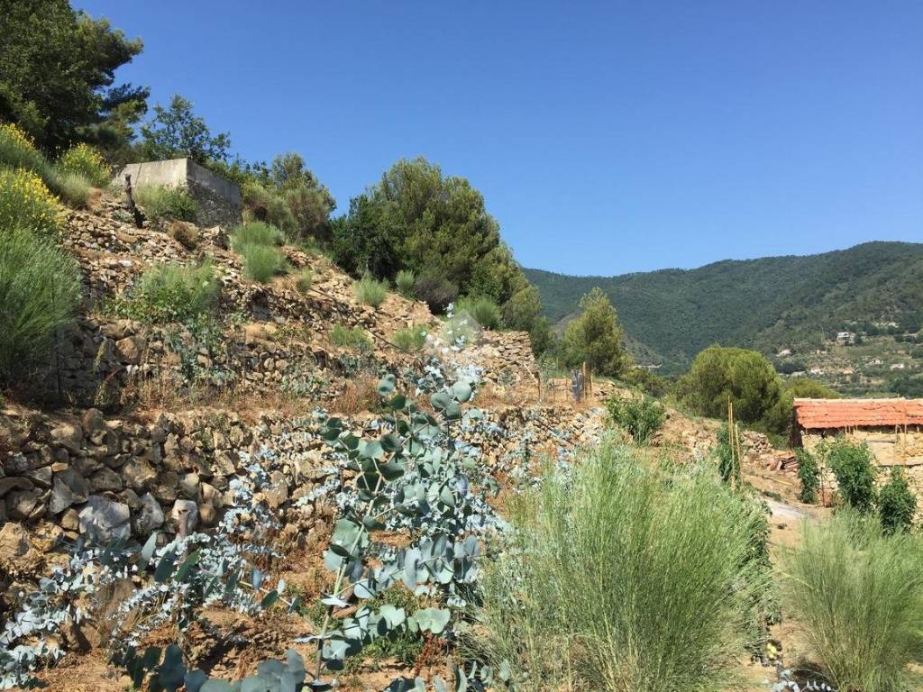 Rustico / casale a Vallebona in Strada massatorta - Foto 5