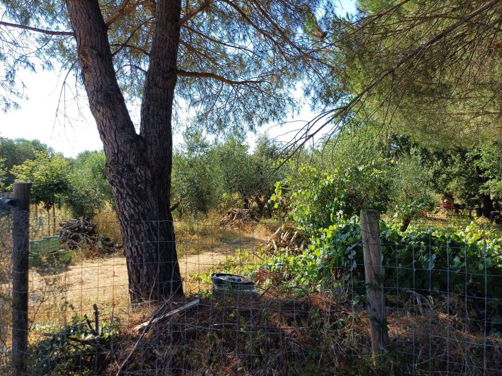 Terreno a Grosseto in strada provinciale 159, 413 - Foto 3