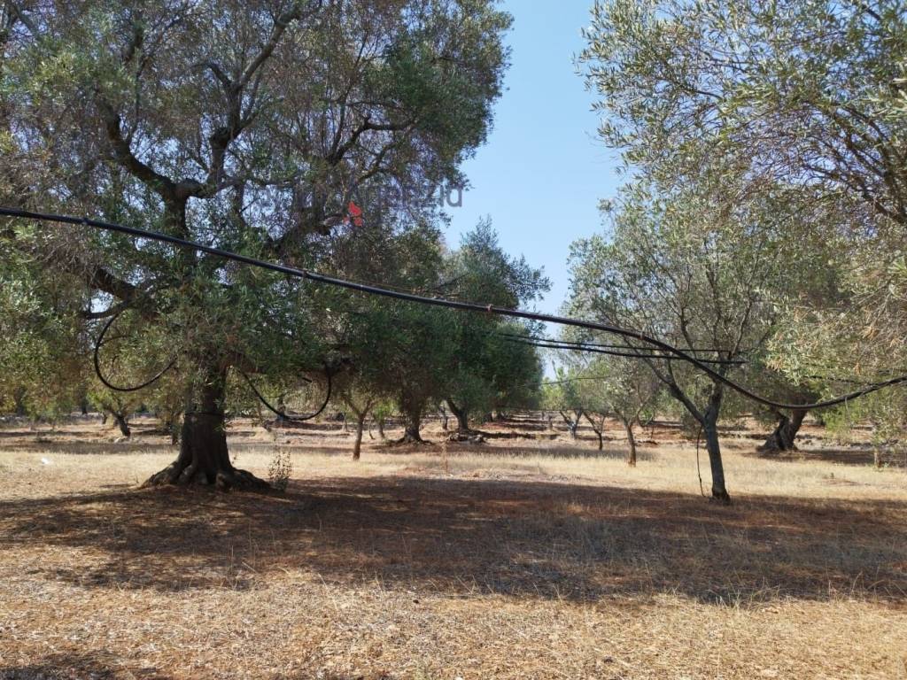 Terreno a Carovigno - Foto 5