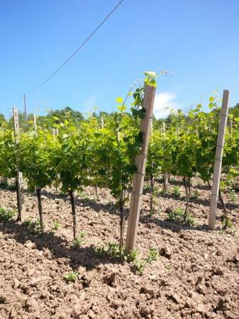 Rustico / casale a Bobbio in Via Bardughina - Foto 4