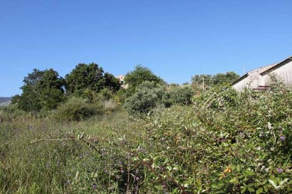 Terreno a Diamante in via degli ulivi - Foto 5