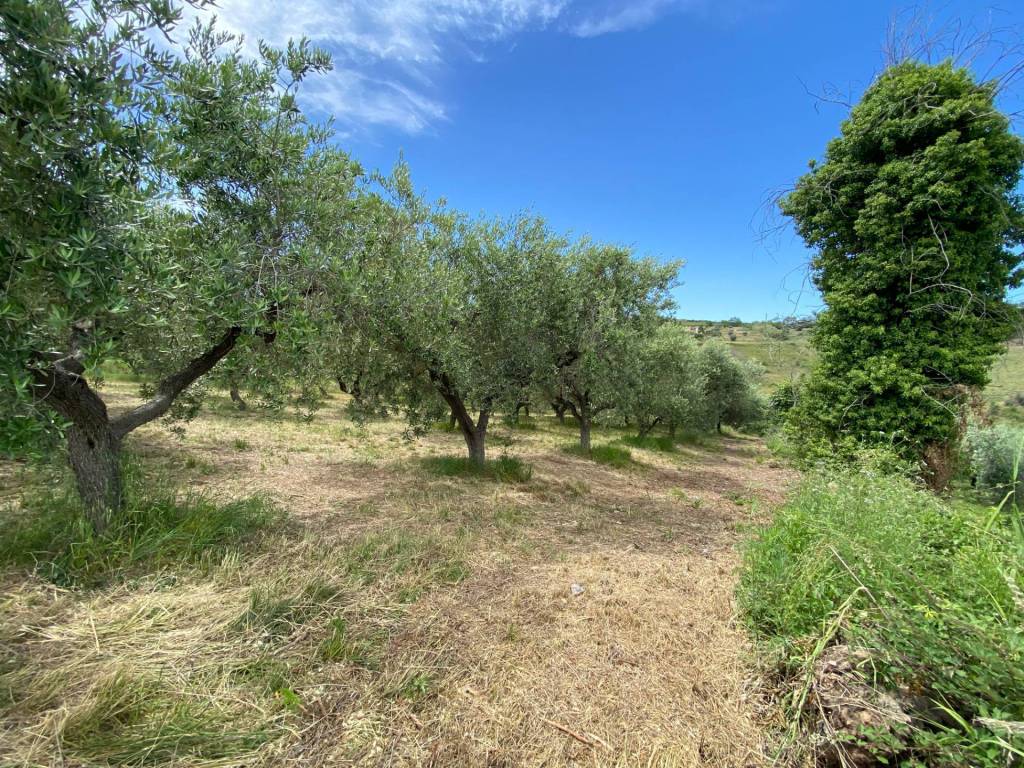 Terreno a Cupello in Contrada Strane - Foto 2