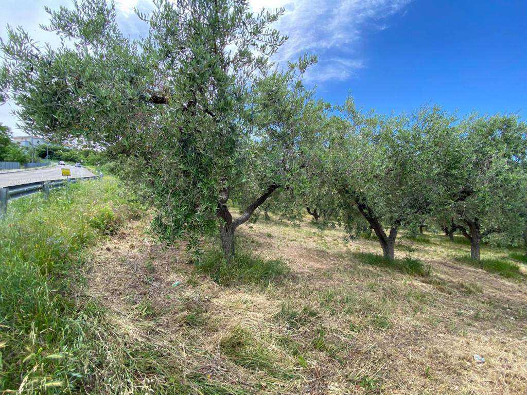 Terreno a Cupello in Contrada Strane - Foto 4