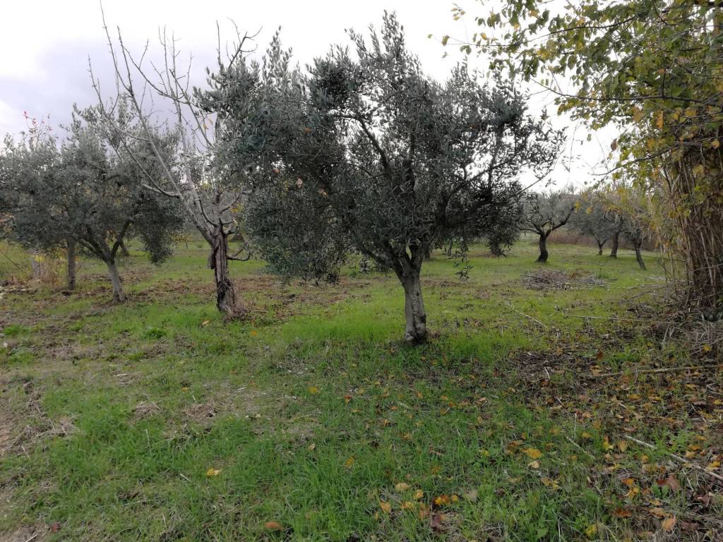 Terreno a Cupello in Aragona - Foto 3