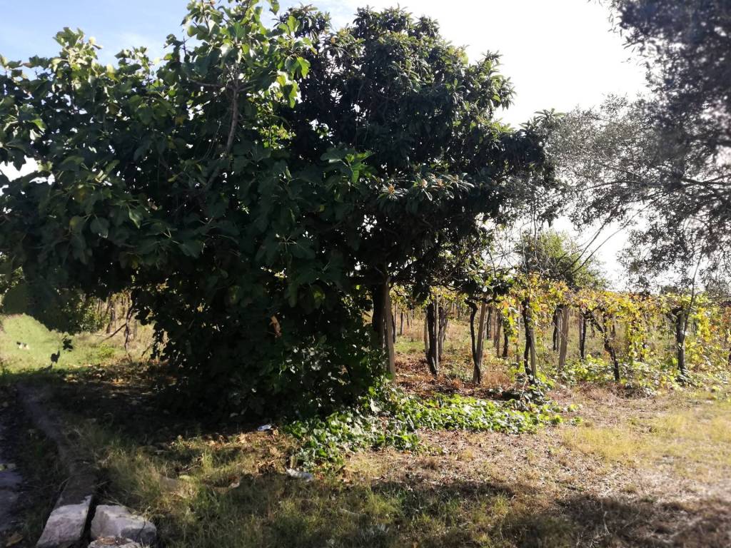 Terreno a Casalbordino in Via Cavalluccio - Foto 2