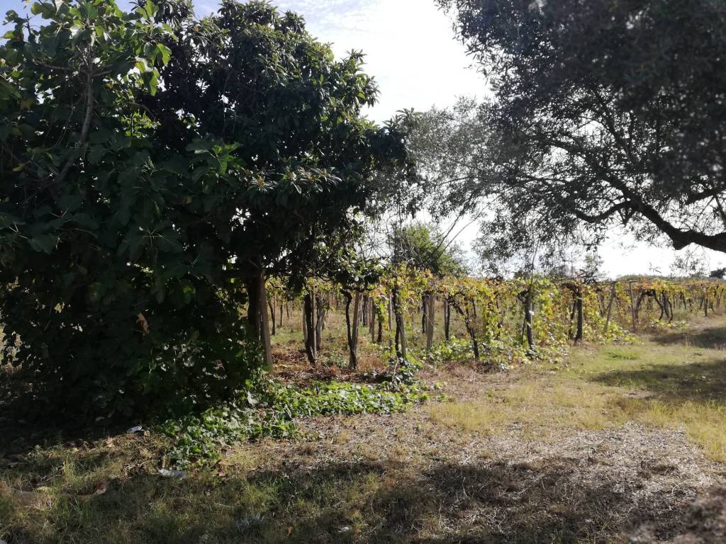 Terreno a Casalbordino in Via Cavalluccio - Foto 3