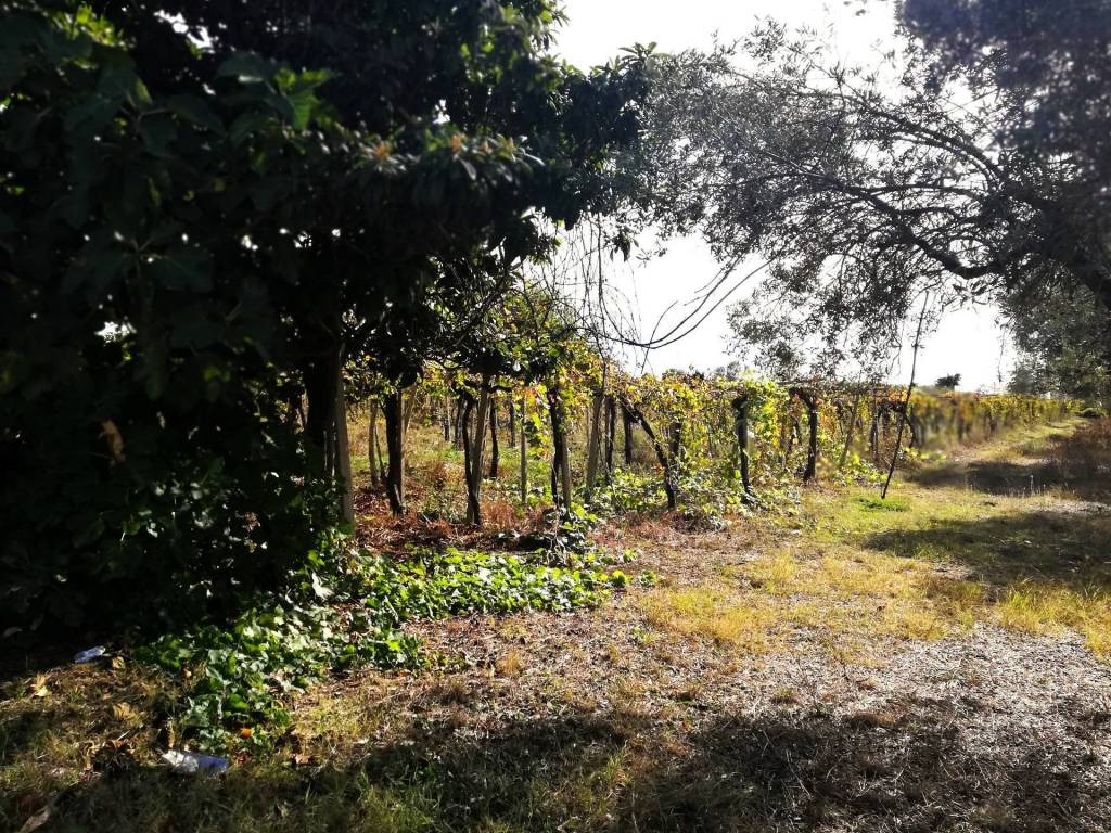 Terreno a Casalbordino in Via Cavalluccio - Foto 4