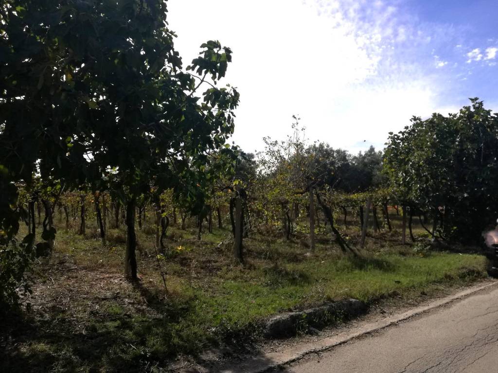 Terreno a Casalbordino in Via Cavalluccio - Foto 5