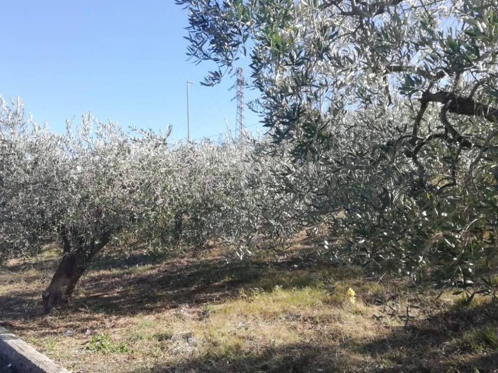Terreno a Cupello in viale Giovanni XXIII - Foto 5