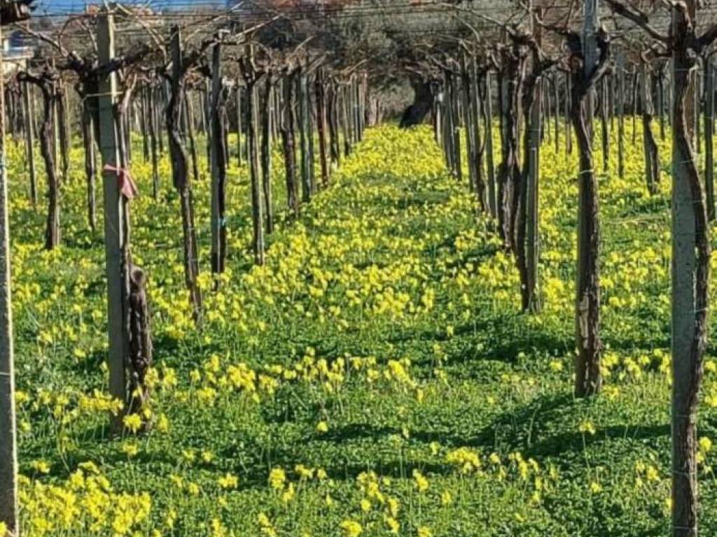 Terreno a Vasto in dei Bontempi - Foto 4