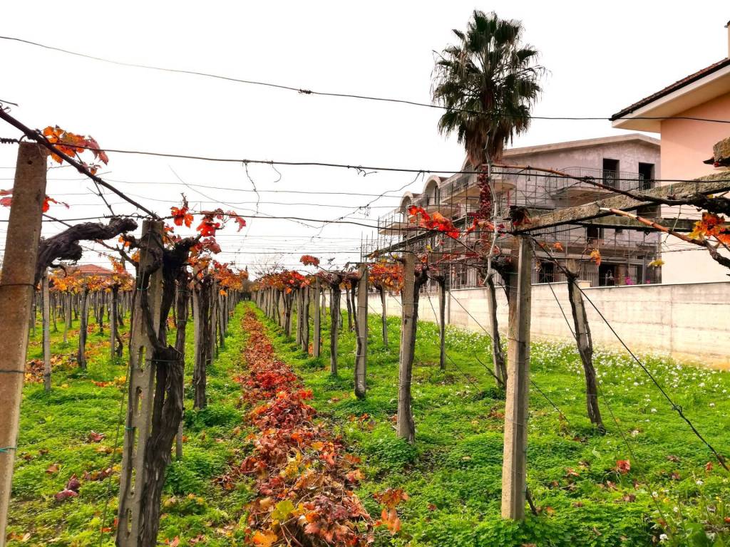 Terreno a Vasto in dei Bontempi - Foto 5