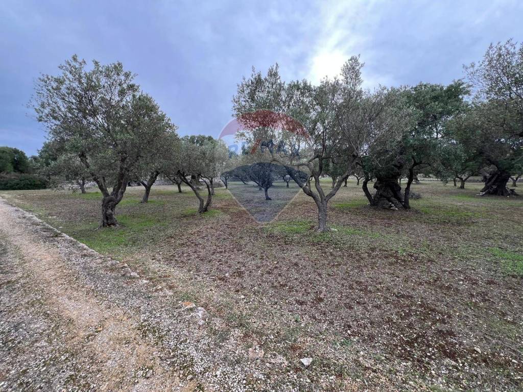 Terreno a Monopoli in C.da Guidano - Foto 3