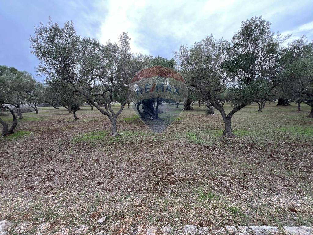 Terreno a Monopoli in C.da Guidano - Foto 4