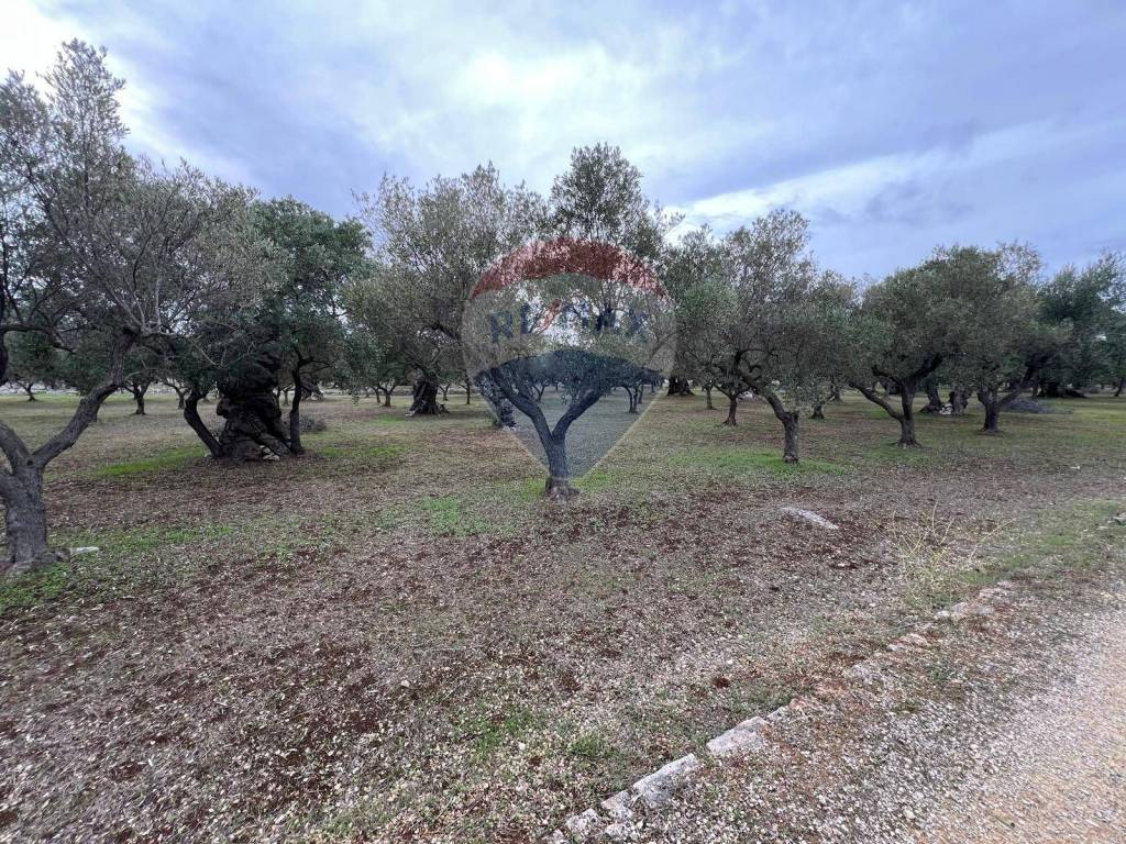 Terreno a Monopoli in C.da Guidano - Foto 5