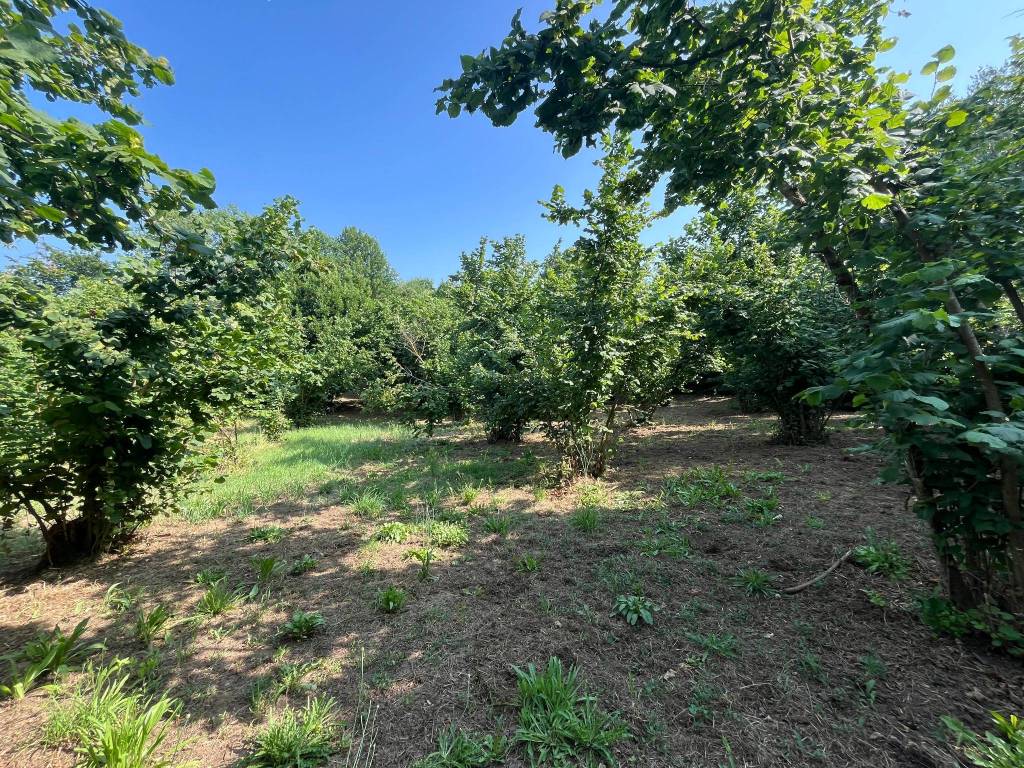 Terreno a Bassano in teverina in Via dello Speco - Foto 2