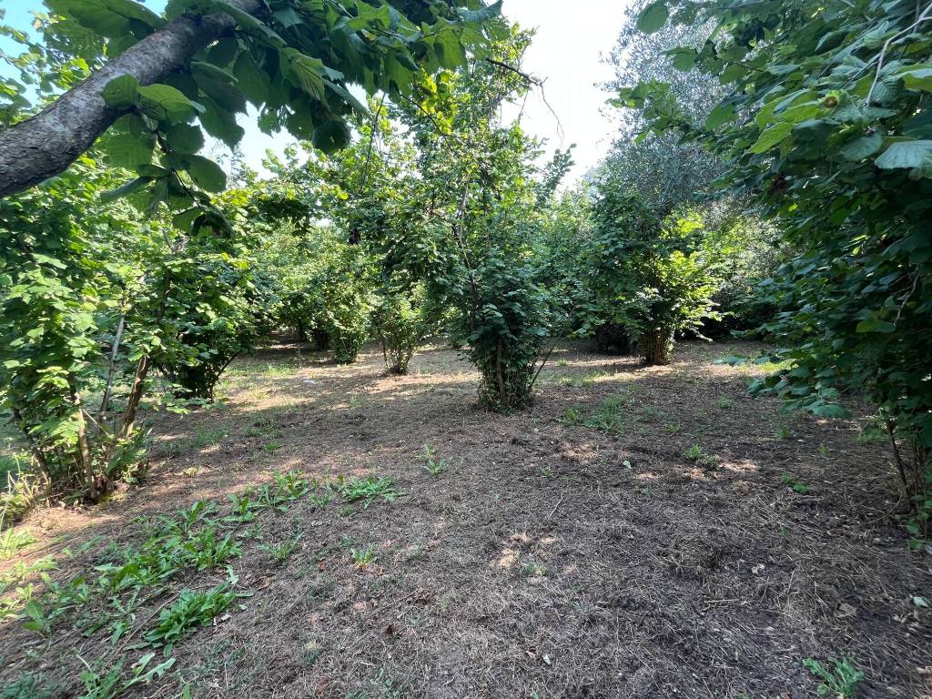 Terreno a Bassano in teverina in Via dello Speco - Foto 3