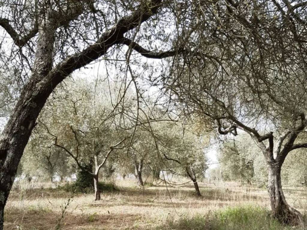 Terreno a Viterbo in Strada Di Magugnano, 1 - Foto 5