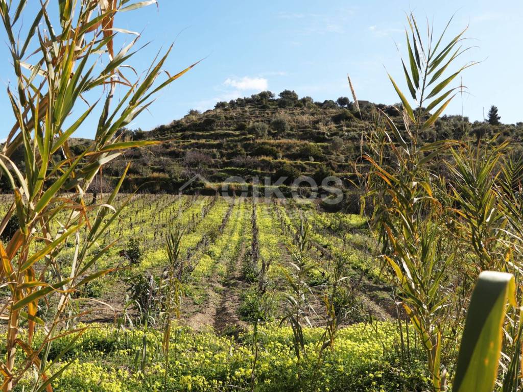 Terreno a Noto - Foto 4